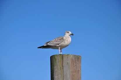 Möwe DSC_0254